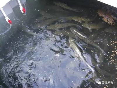 厲害了!英德有人用集裝箱養(yǎng)魚,1個箱抵過3畝傳統(tǒng)魚塘